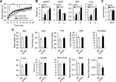 Body Composition Of Sirt1 Atko Mice During Hfd A Body Weight Of Wt