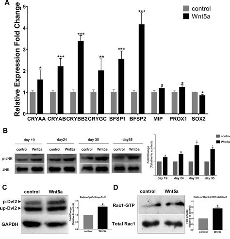 Lens Wnt 5 A Contributes To The Differentiation Of Human Embryonic Stem