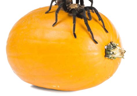 The Top 10 Biggest Spiders Crawling Around The United States A Z Animals