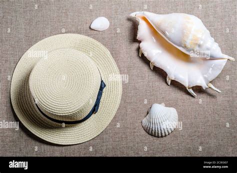 Black Flat Sea Shell Hi Res Stock Photography And Images Alamy