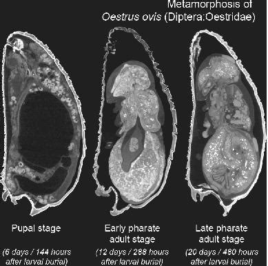 Internal Morphological Changes During Metamorphosis In The Sheep Nasal