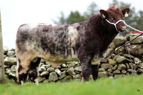 Beef Shorthorn in AI 2025 - Irish Shorthorn Society