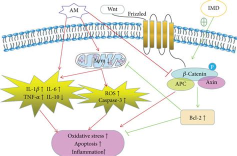 Schematic Representation Of Mechanisms Underlying The Protective