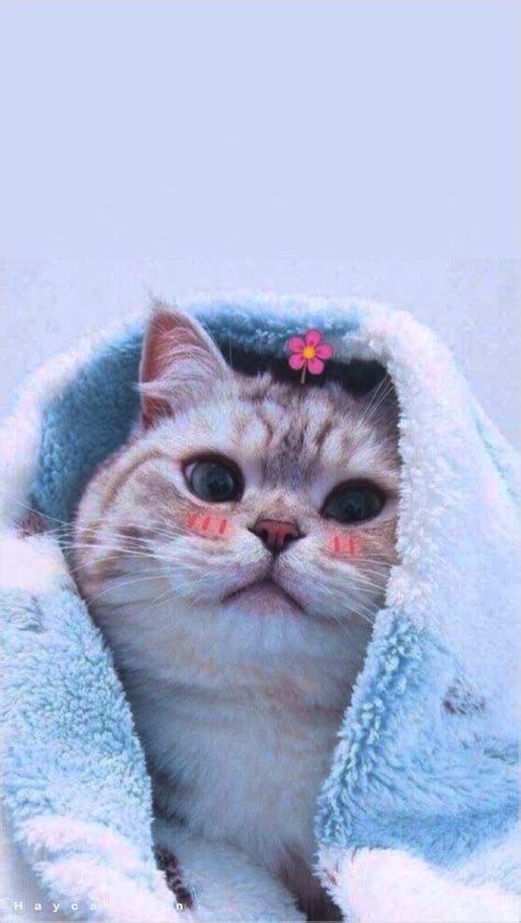 444 Hình Ảnh Mèo Cute Dễ Thương Đáng Yêu Vô Đối