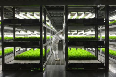 Are Indoor Farms The Next Step In The Evolution Of Agriculture The Japan Times