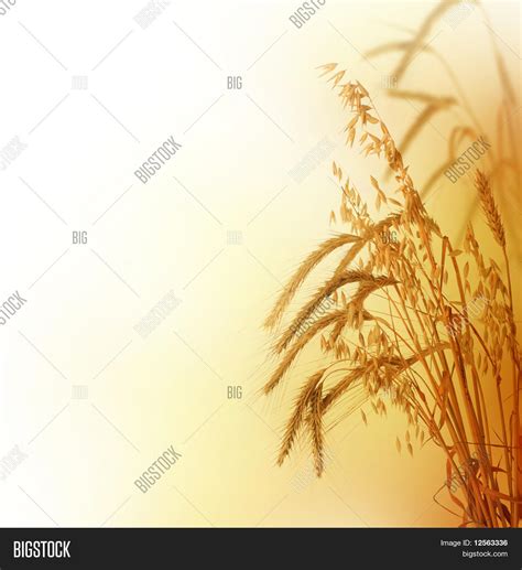 Wheat Border Image & Photo (Free Trial) | Bigstock