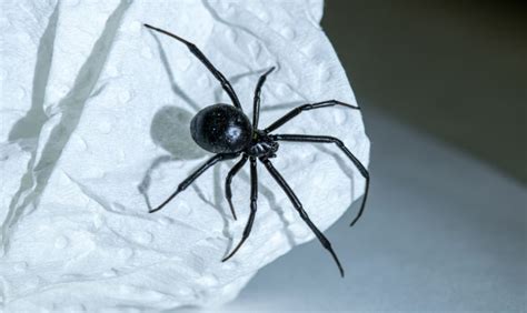 Spider Control In Melbourne Ky Spider Exterminator Near Me