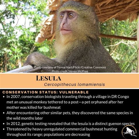 Lesula | New England Primate Conservancy | Animal conservation ...