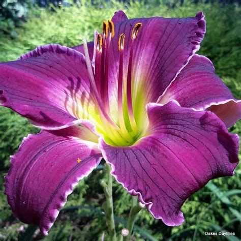 Indian Giver Oakes Daylilies