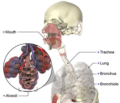 How does smoking affect your anatomy and physiology?