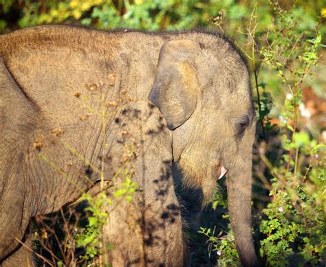 Small indian baby elephant stock image. Image of asian - 52385389