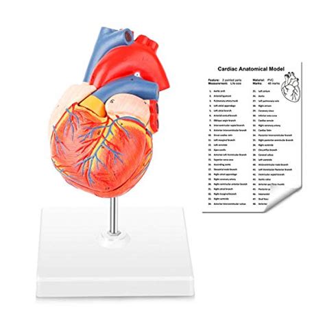 Snapklik MIIRR Human Heart Model 2 Part Life Size Heart Model