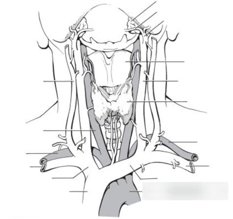 Neck Vasculature Diagram Quizlet