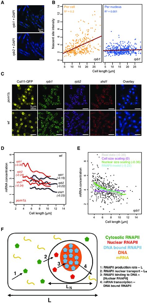 A Role For The Nucleus In Scaling A Smfish Images For The Rpb And