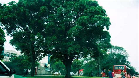 Quer Plantar No Dia Da Rvore Saiba Quais As Melhores Esp Cies E O Que