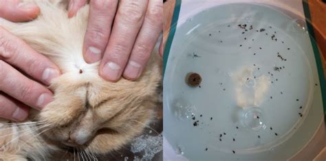 Cara Menghilangkan Kutu Kucing Guna Teknik Water Trap