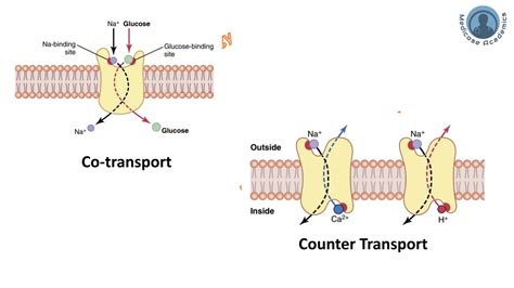 Transport Across Cell Membrane Passive Active Vesicular Ppt