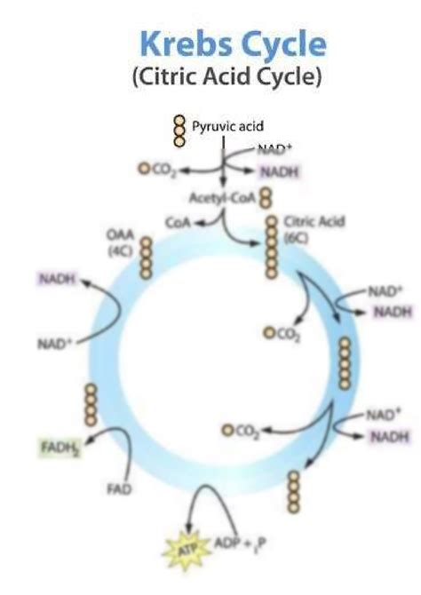 Solution Krebs Cycle Citric Acid Cycle Studypool