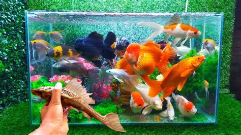 Aquarium Ikan Hias Ikan Koi Ikan Mas Koki Ikan Komet Koi Slayer Komet