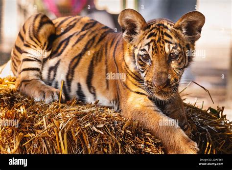 Tigre De Bengala Aislado Fotografías E Imágenes De Alta Resolución Alamy