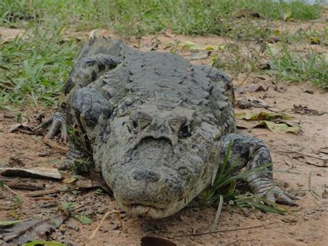 45 Animais Incríveis Da Mata Atlântica Características E Fotos