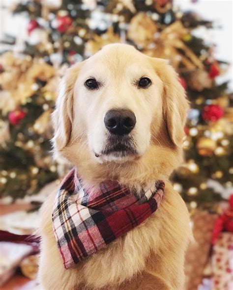 All I want for Christmas is you | Dog christmas photos, Christmas tree ...