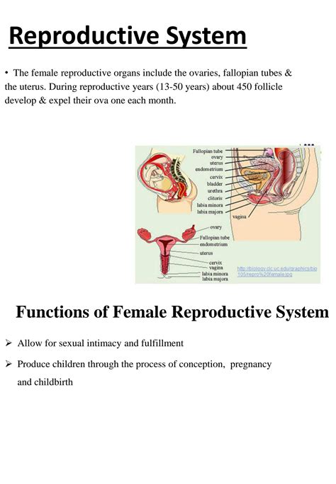 Solution Lec 1 Female Reproductive System Studypool