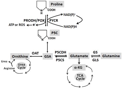 Mirna And Proline Metabolism In Cancer Intechopen