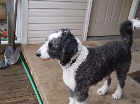 Aussiedoodle Hair Cuts Grooming Tips And Hairstyle Photos