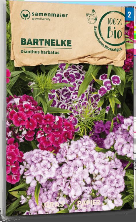 Samen Maier Bio Bartnelken 1 Packung Bloomling Schweiz