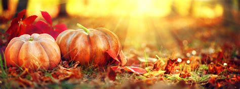 Autumn Halloween pumpkins. Orange pumpkins over bright autumnal nature ...