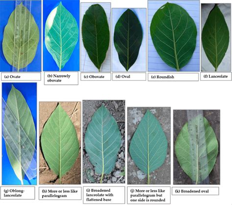 Leaf shapes that were recorded among the studied trees; (a) to (g) are ...