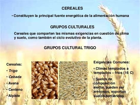 CEREALES Y OLEAGINOSAS INTRODUCCIÓN