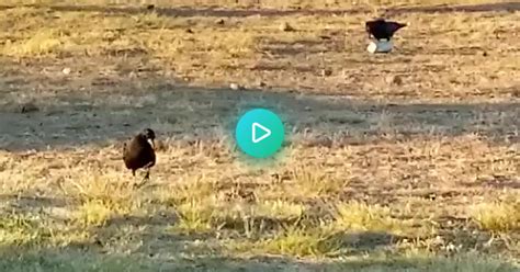 Morning Crows Willow Point Beach June 6 2023 Album On Imgur