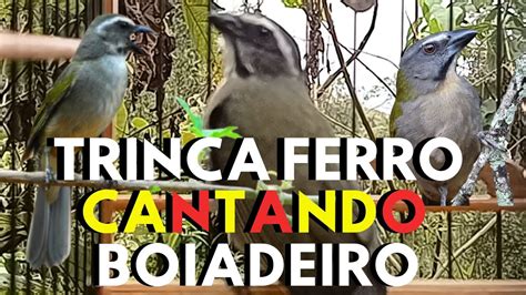 O MELHOR TRINCA FERRO CANTANDO BOIADEIRO E CANTO DE TRINCA FERRO