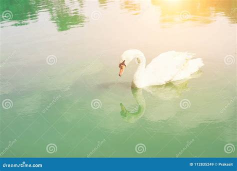 A Cisne Graciosa Que Flutua Na Bandeja Derrama O Lago Do Verde