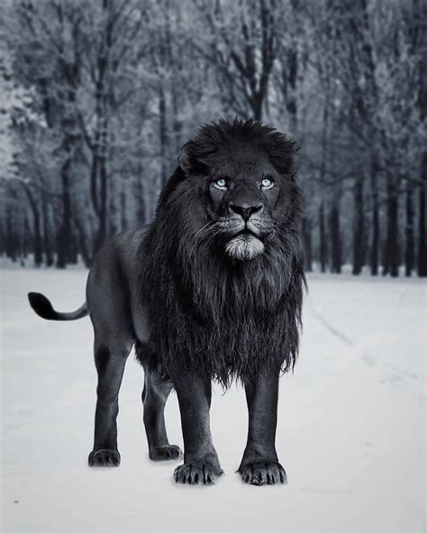 Rey Leonlion King🦁⚫🖤bl∆cҞᴍᴀs ϙᴜᴇ ᴜɴ ᴄᴏʟᴏʀ Sigue A Everblvck