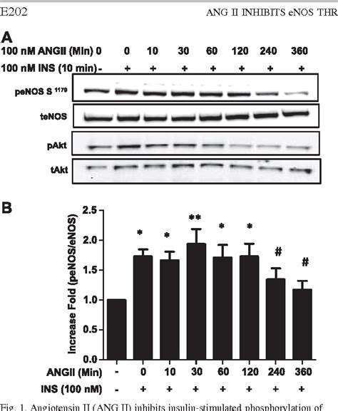 Figure 1 From Activation Of MTOR P70S6 Kinase By ANG II Inhibits