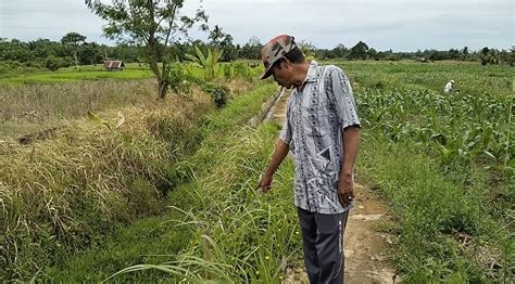 Irigasi Jebol Puluhan Hektar Sawah Petani Beralih Fungsi