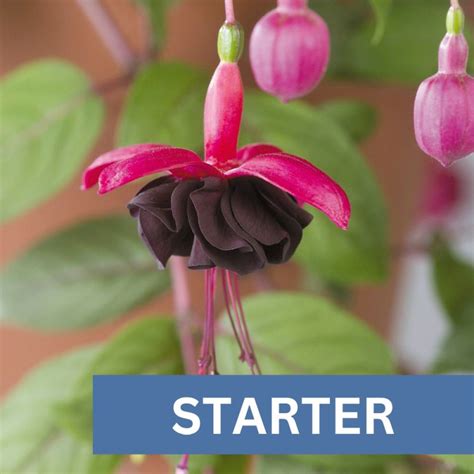 Fuchsia Uprt Blackie Plug Plant Starter Plug Plants Busy Bee Garden