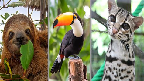 29 Adorable Creatures That Are Unique To Latin America Nature And