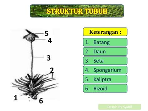 Lumut Daun Bryophyta