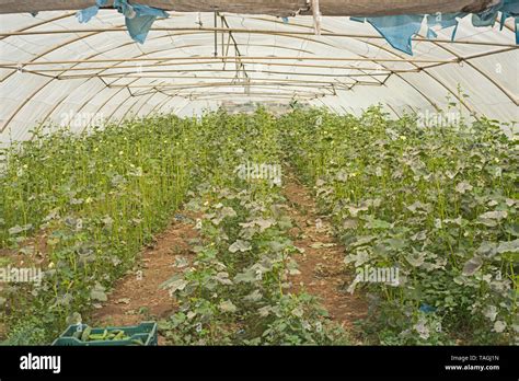 Greenhouse Tunnel Hi Res Stock Photography And Images Alamy