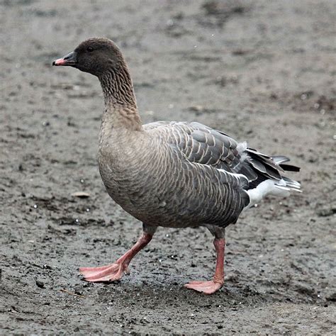 Wildlife And Landscapes Pink Footed Goose