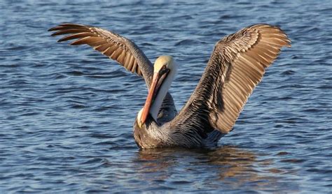 Louisiana Pelican By Coleen Perilloux Landry Pelican Photos Pelican