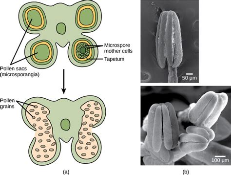 32 1c Sexual Reproduction In Angiosperms Biology Libretexts