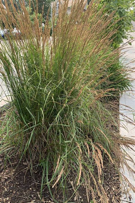 How To Grow Ornamental Maiden Grass Japanese Silver Grass