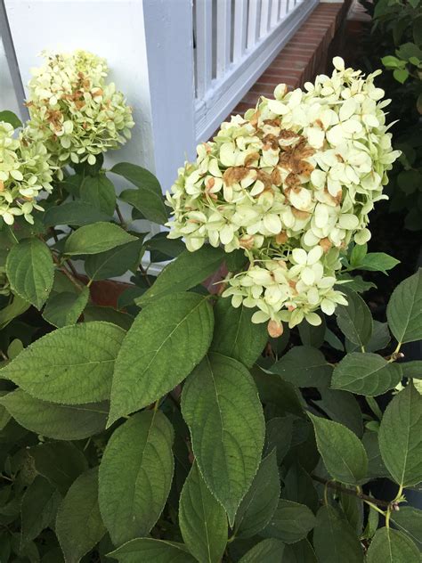 Help Identifying My Hydrangea Bushes R Gardening