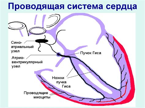 Кардиотонические препараты - online presentation