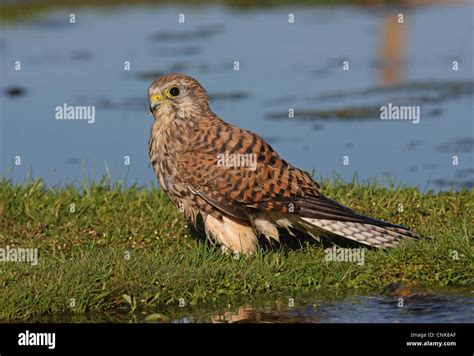 Common Kestrel Falco Tinnunculus Adult Female With Wet Plumage After